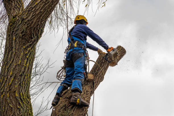 How Our Tree Care Process Works  in  Watkins Glen, NY